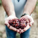 5 House Winery - Perfect Chill Lejlighed *