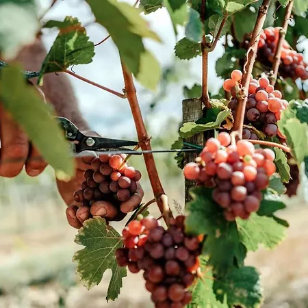 5 House Winery - Perfect Chill Apartman