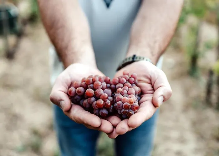 5 House Winery - Perfect Chill Apartament *