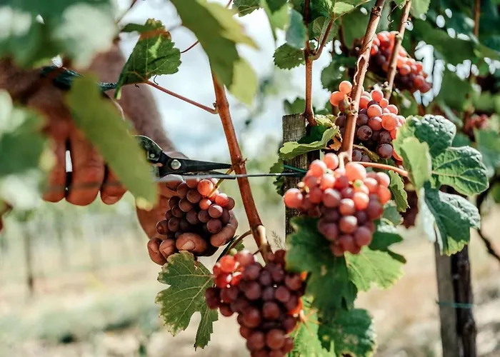 5 House Winery - Perfect Chill Apartament